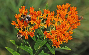 Bumble bees on orange-flowered butterfly weed