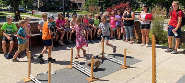 children help rabbit on leash hot over hurdles
